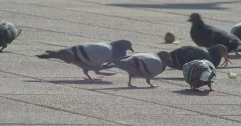 Pigeons 4K (feeding) _3 Stock Footage 42611284