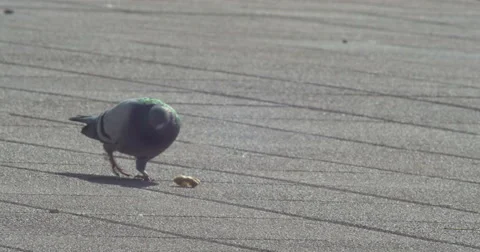Pigeons 4K (feeding) Stock Footage 42624967