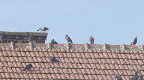 Pigeons 4K (flock) Stock Footage 42641919