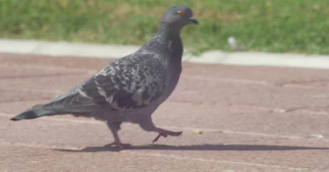 Pigeons 4K [tracking shot] Stock Footage 42574720