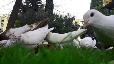 Pigeons 5 Stockbeeldmateriaal 82309589