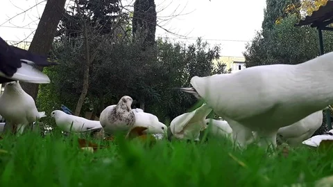 Pigeons 6 Stockbeeldmateriaal 82308792