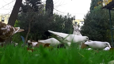 Pigeons 7 Stockbeeldmateriaal 82310435