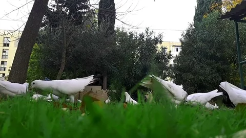 Pigeons 8 Stockbeeldmateriaal 82414242