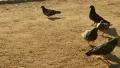 Pigeons 96fps 02 Slow Motion x4 HD Footage