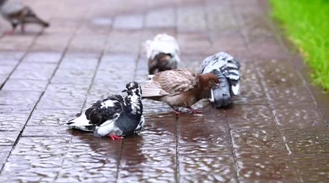 Pigeons after the rain Video stock 957411