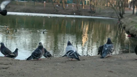 Pigeons against the backdrop of a pond, close-up, walking. Stock Footage 274395644
