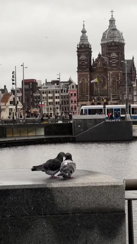 Pigeons by Amsterdam Canal Stock Footage 310876341