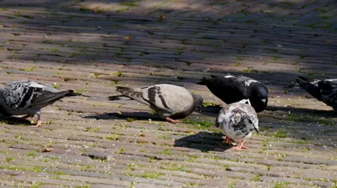 Pigeons in Amsterdam Stock Footage 41530971