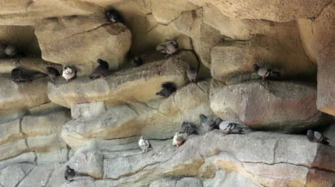 Pigeons on ancient stone wall. Stock Footage 64629428