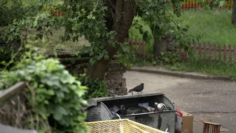 Pigeons and crows are looking for food in a trash bin. Video stock 337998730
