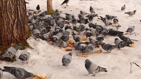 Pigeons and Crows Eating Bread on Snow – Kindness in Winter Park Stock Footage 296338368