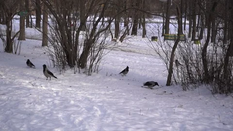 Pigeons and crows walk between the snowdrifts in search of food in the park  Stock Footage 169647329
