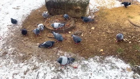 Pigeons and crows walk on the ground and peck at food left by people in the.. Stock Footage 308804197