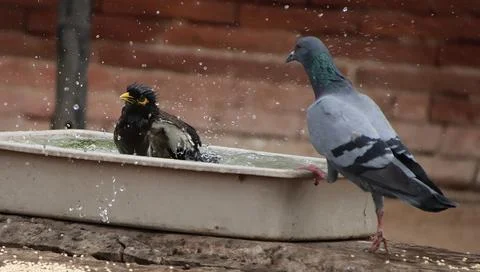 Pigeons and cuckoos are drinking water and sitting Stock Photos