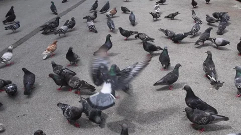 Pigeons and Doves Walking Stock Footage 340328298