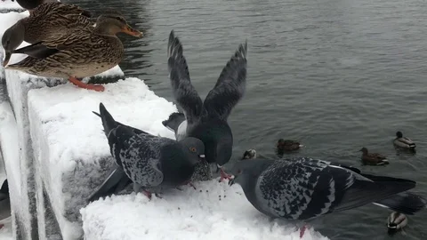 Pigeons and ducks being fed on river bank in winter during snow fall Stock Footage 100225478
