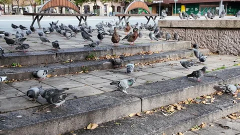 Pigeons and Ducks on Stone Steps beside Örebro Riverside Plaza in Sweden Видео 347682637