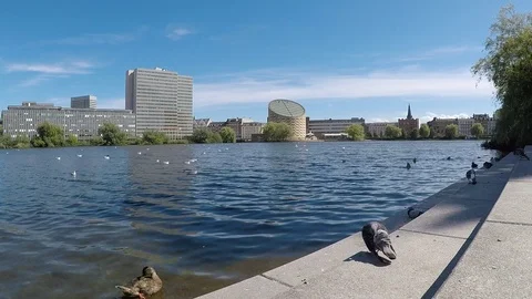Pigeons and Ducks Time-lapse on a Copenhagen Lake, Denmark Stock Footage