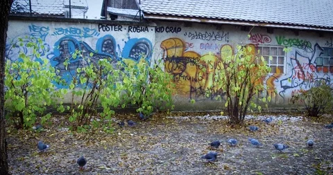Pigeons and graffiti in a park in old town Zagreb Видео 99318445