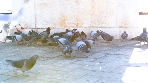 Pigeons and seagulls Video stock 106271825