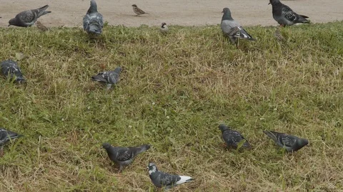 Pigeons and seagulls on the grass Stock Footage