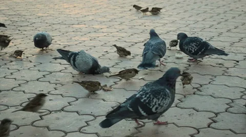 Pigeons and sparrows eat bread. Close-up Stock-Footage 58516392