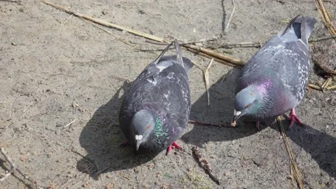 Pigeons and sparrows eat bread crumbs Stock-Footage 132441127
