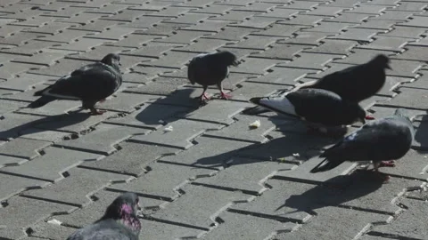Pigeons and sparrows eating bread in the street Stock Footage 103845886