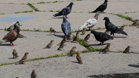 Pigeons And Sparrows Eating Bread Crumbs On A City Tile. Stock Footage 112717451