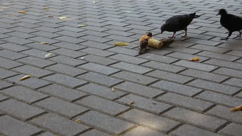Pigeons and sparrows pecking corn Stock Footage 77754516