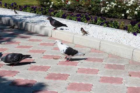 Pigeons and sparrows Stock Photos