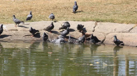 Pigeons appalled Stock Footage 22716564