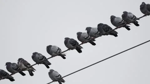 Pigeons are balancing in the wind on electric wires.  Stock Footage 299863152