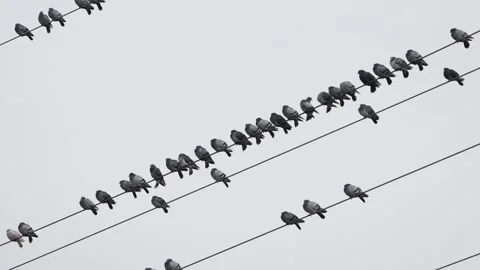 Pigeons are balancing in the wind on electric wires.  Stock Footage 299863199