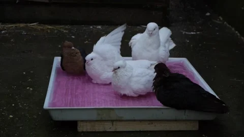 Pigeons are bathing Stock Footage 342750217