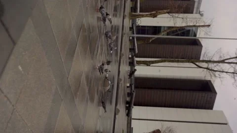 Pigeons are being fed on a rainy day Stock Footage 196195486