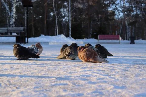 The pigeons are cold. Stock Photos