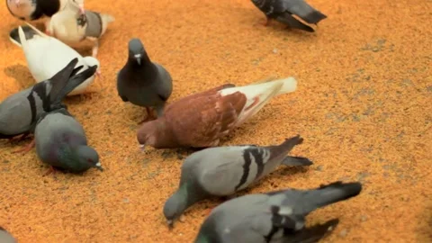 The pigeons are eating grains Stock Footage 296282893