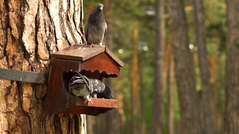The pigeons are eating at the trough Stock Footage 91019946