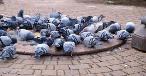 Pigeons are fed bread crumbs and millet in the city park. Stock Footage 195850330