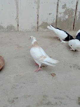 The pigeons are having breakfast. Stock Photos