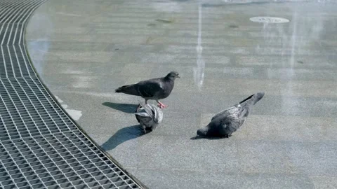 Pigeons are having a great time cooling off and relaxing in a water fountain at Stock Footage 279218970