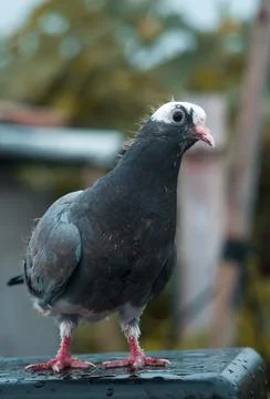 Pigeons are looking at the camera interestingly Stock Photos