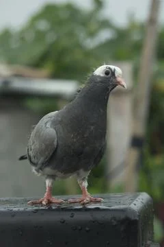 Pigeons are looking at the camera interestingly Stock Photos