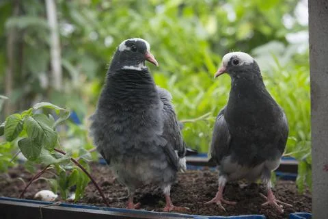 Pigeons are looking at the camera interestingly Stock Photos