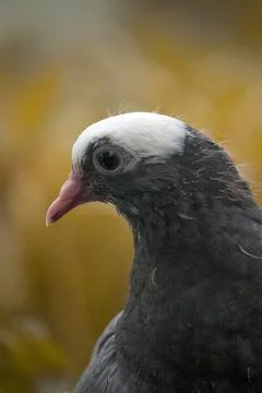 Pigeons are looking at the camera interestingly Stock Photos