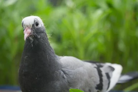 Pigeons are looking at the camera interestingly Stock Photos