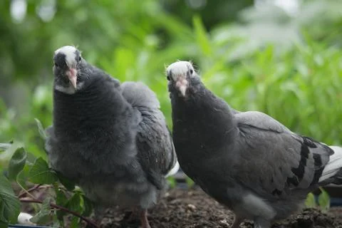Pigeons are looking at the camera interestingly Stock Photos