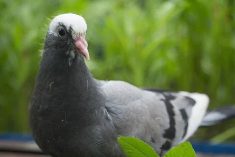 Pigeons are looking at the camera interestingly Stock Photos